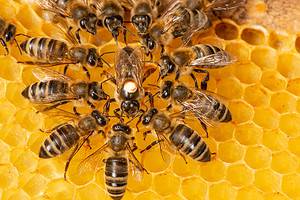 Discover the 12 Most Common Bees Found in the U.S. (Ranked by Most Painful Sting) Picture