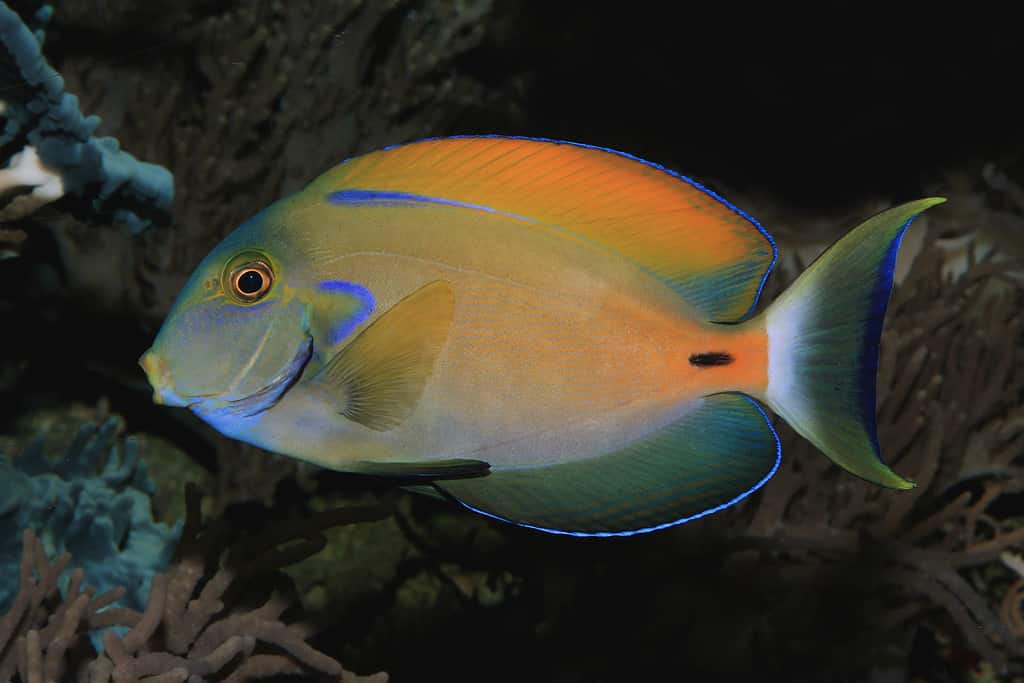 Acanthurus fowleri, Fowleri tang, Fowler's surgeonfish