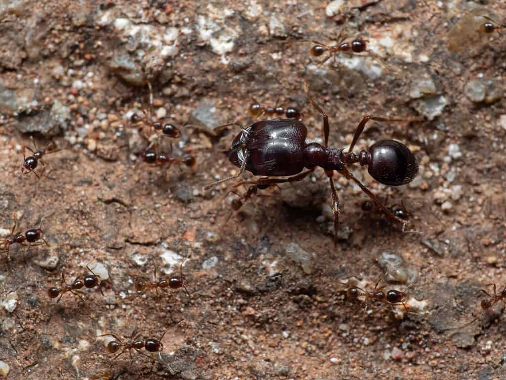 Soldier Big-Headed Ant with Group of Worker Ants