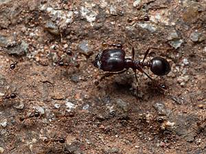 North Carolinians Prepare! These 7 Ant Types Are Set to Emerge This Summer Picture