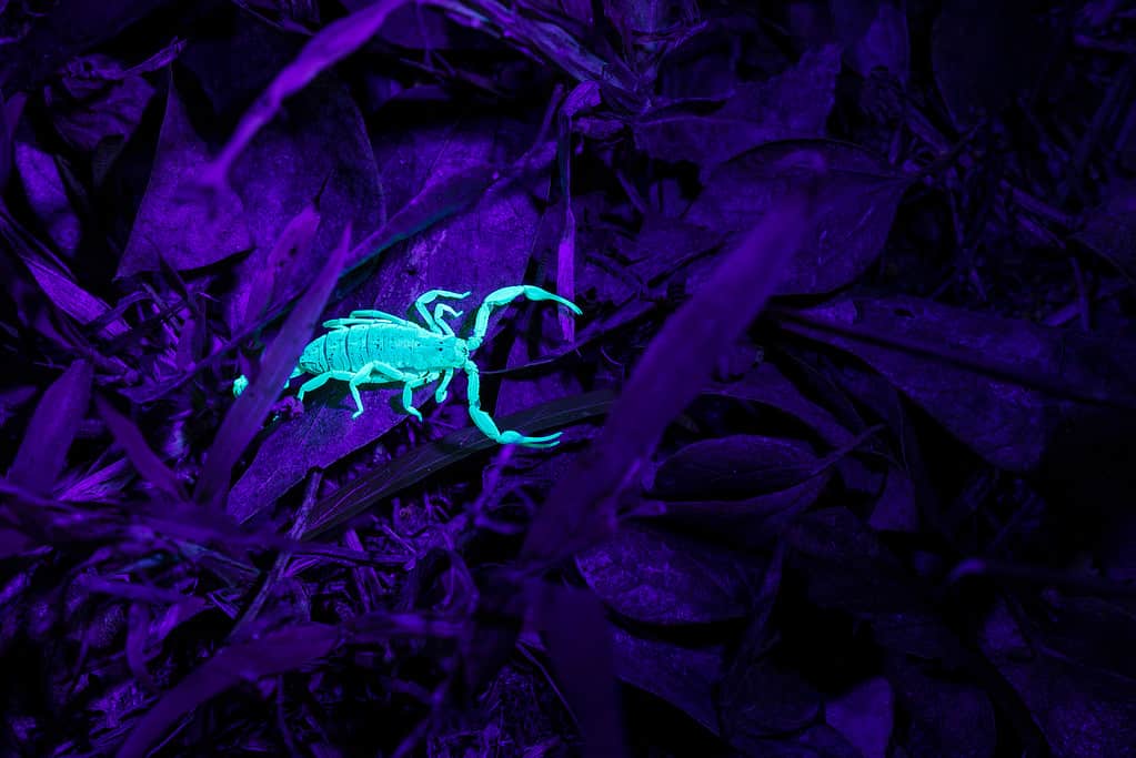 scorpion glowing in black light on dark background of leaves