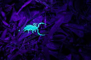 See Why Scorpions Have Survived on Earth Since Before Trees Even Existed Picture