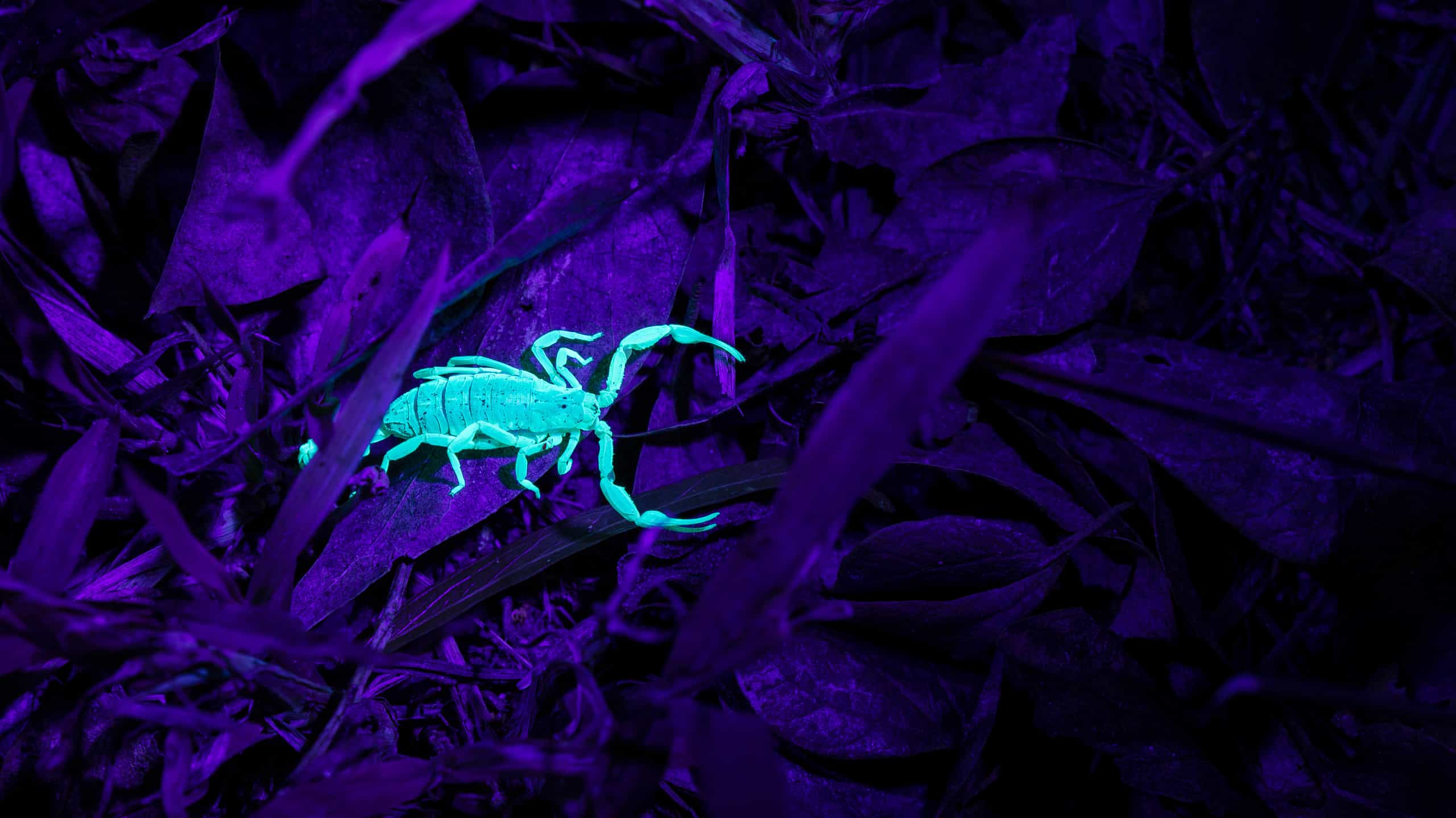 scorpion glowing in black light on dark background of leaves