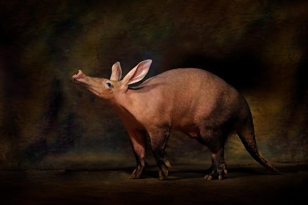 Aardvarks use their keen sense of smell to navigate through the darkness.