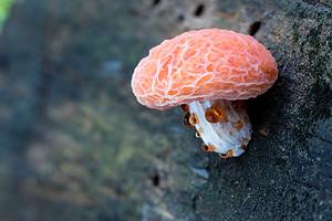 Discover 10 Types of Pink Mushrooms Picture