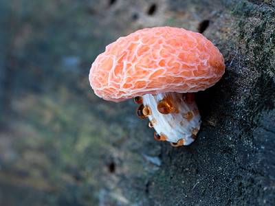 A Discover 10 Types of Pink Mushrooms