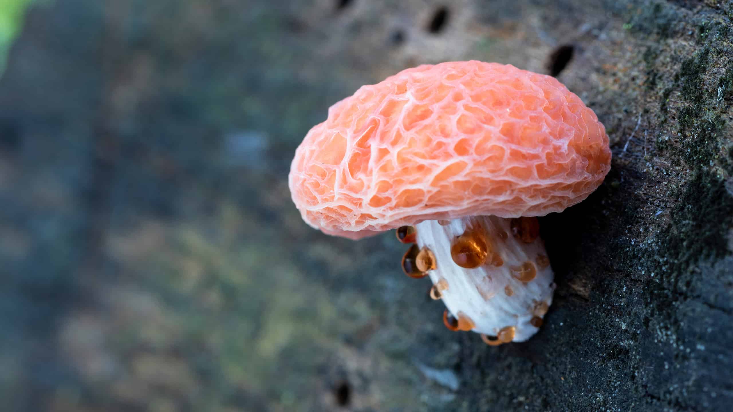 Rhodotus palmatus wrinkled peach mushroom