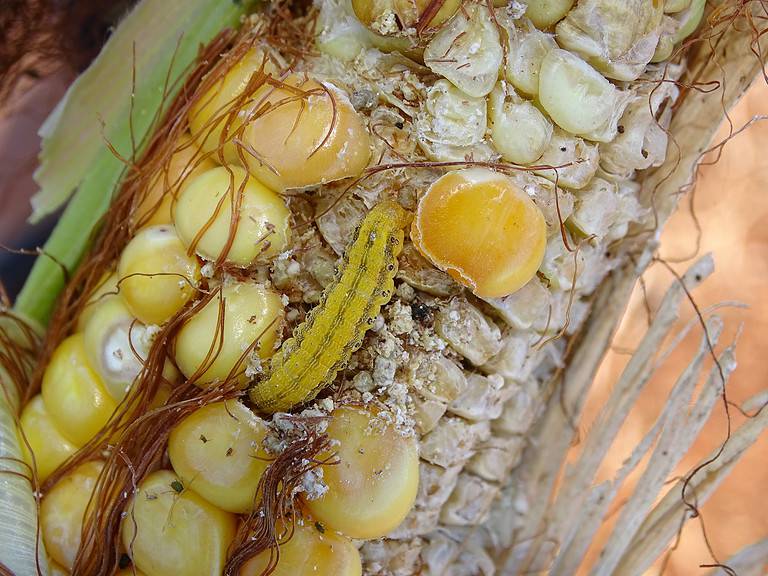 Corn earworm Helicoverpa zea