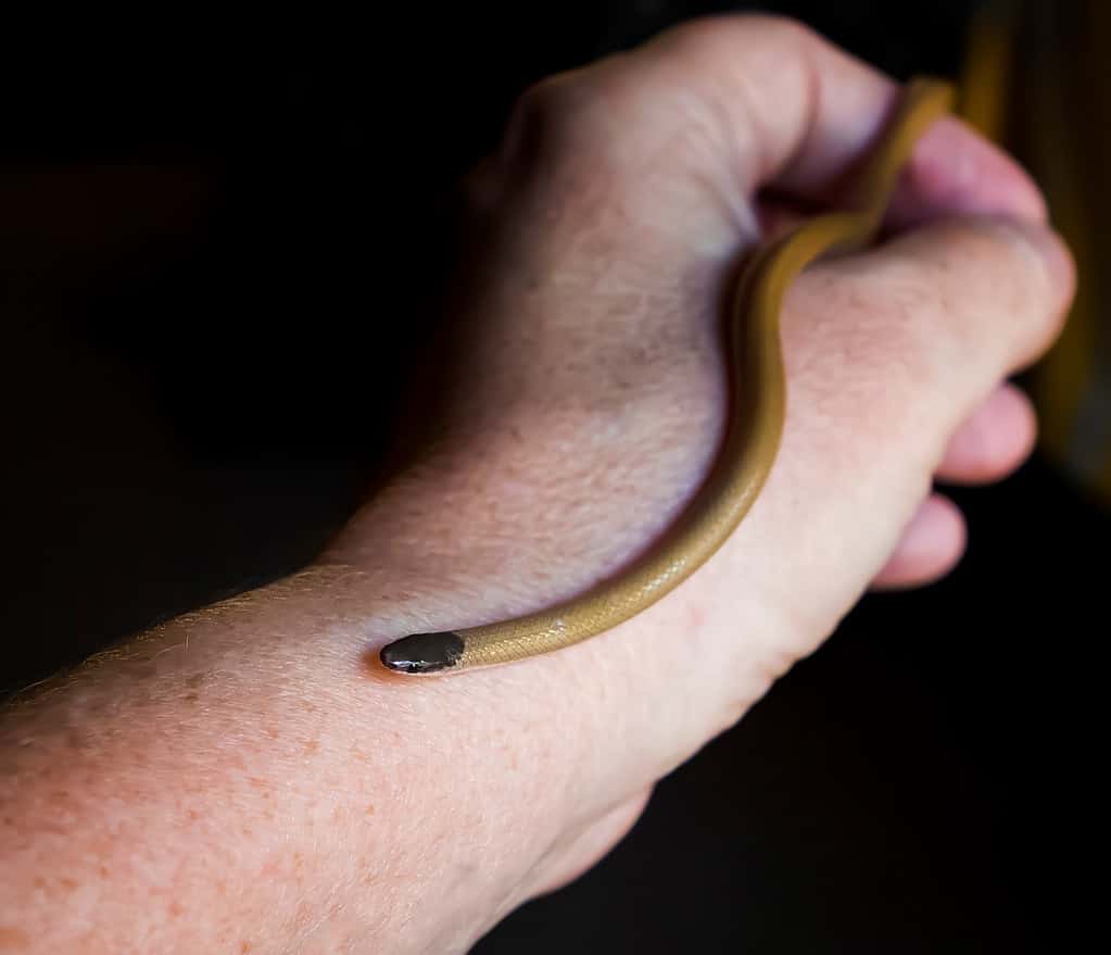 Light-skinned left hand holding a Smith's black-headed snake. The snake looks like an earthworm with a black head. 