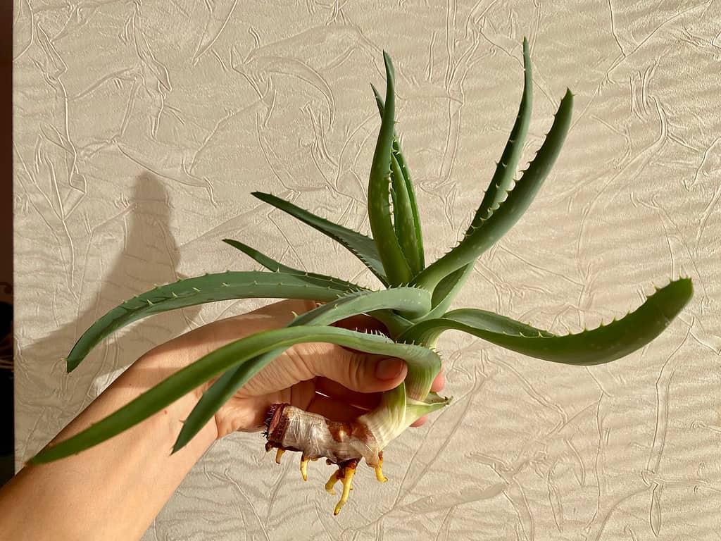 Propagation of indoor flower Aloe vera by dividing the trunk of Aloe into parts and rooting in water. Planting and care for indoor plants.