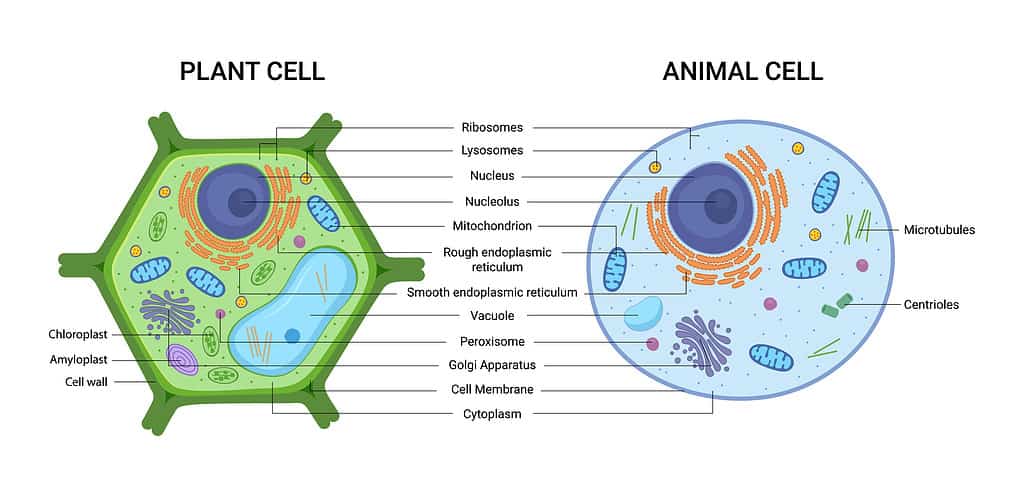 Plant vs. Animal Cell Structure