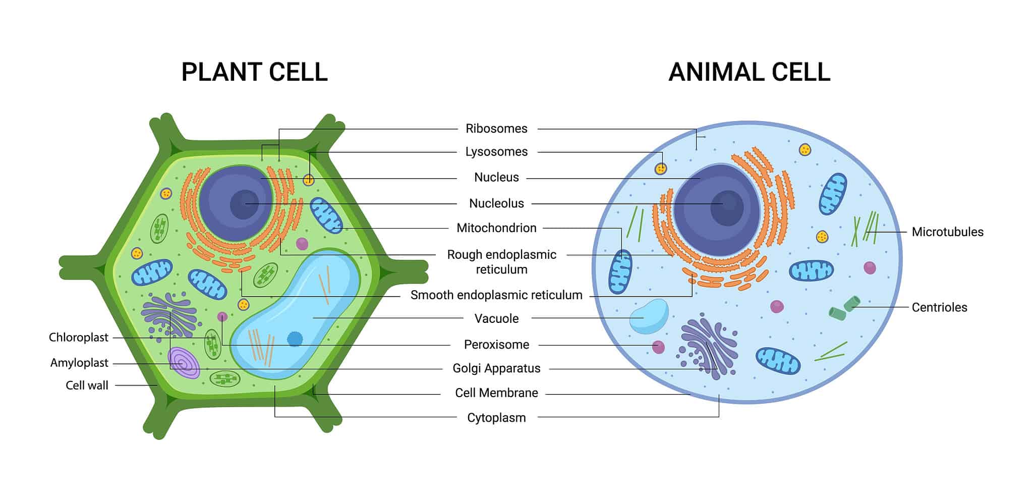 Prokaryotes vs. Eukaryotes: What Are the Main Differences? - A-Z Animals