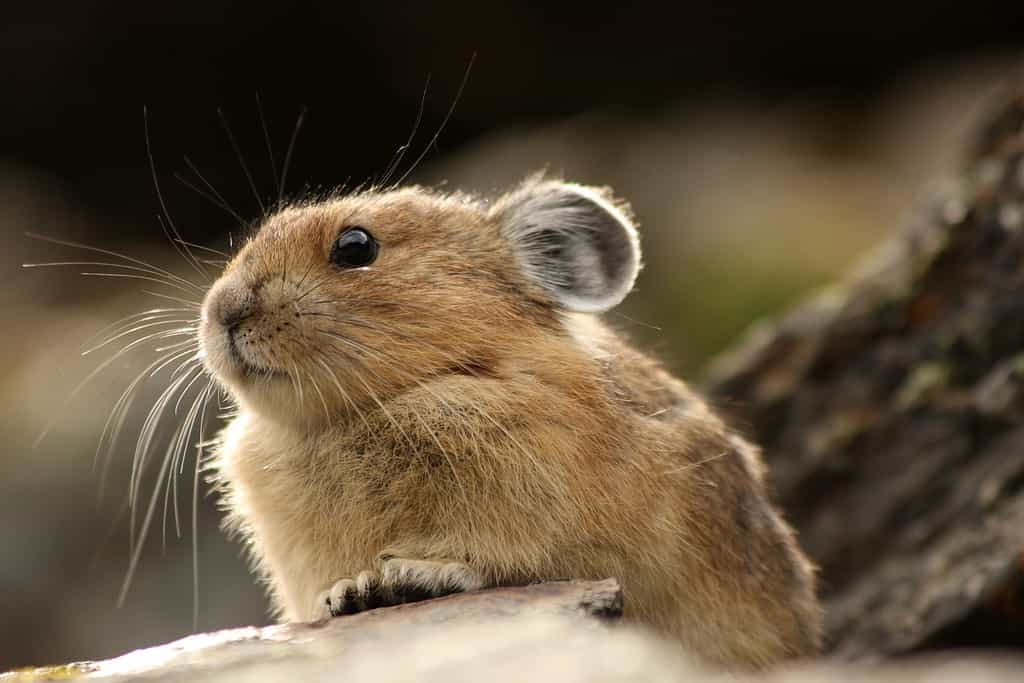 Pikachu is actually based on squirrels and the pikas are up in arms