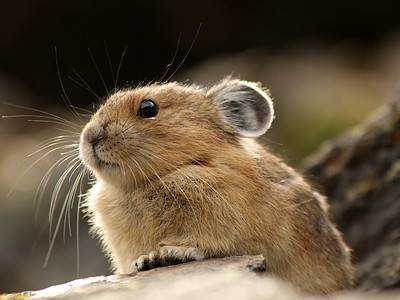 A Pika Quiz: Find Out What You Know!