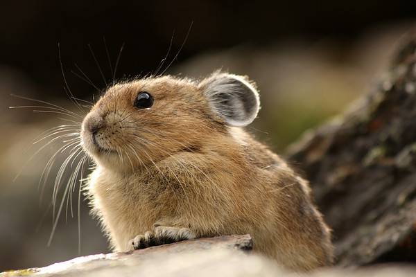 Pikas Are the Pikachus of the Wild