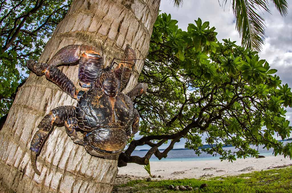 Coconut crabs are huge land crabs with strong grips and the ability to carry 65 pounds. 