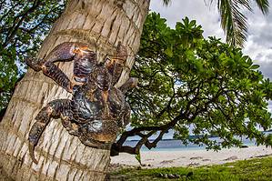 Discover The Giant Coconut Crab, Mammal-Eating Colossus, and Largest Land-Living Crustacean Picture