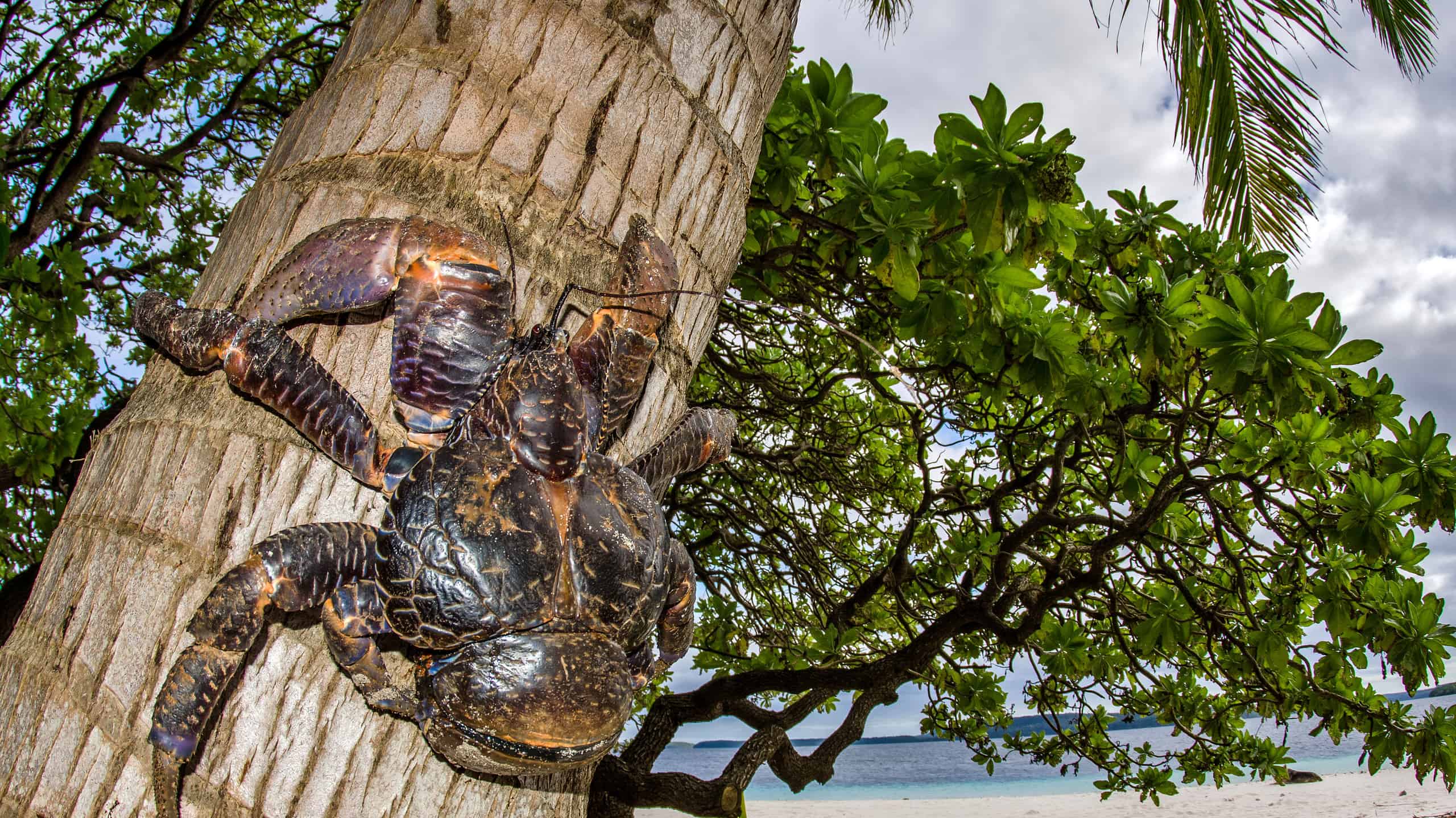 giant coconut crab attacks