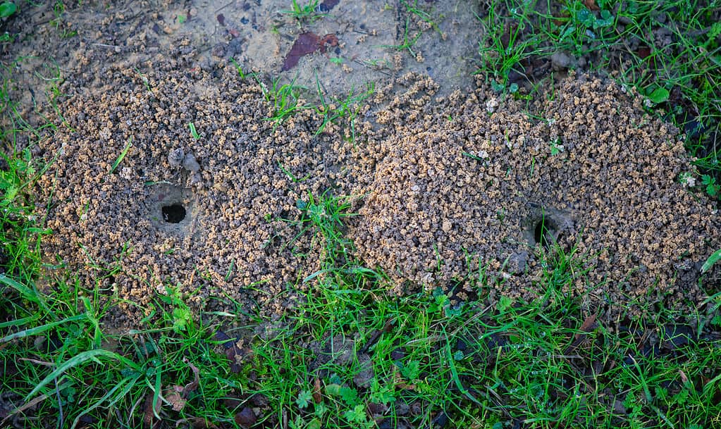 How to Instantly Get Rid of Ground Bees - A-Z Animals