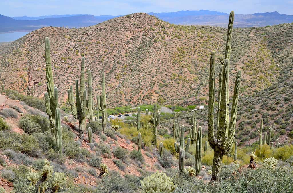 Tonto National Forest