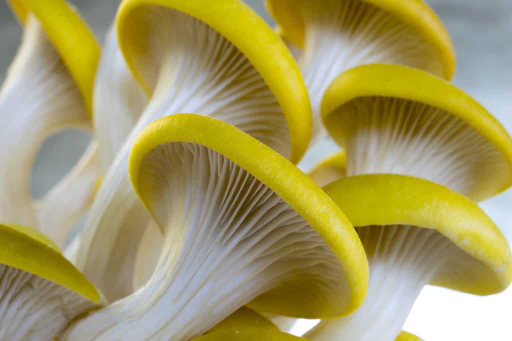Pleurotus citrinopileatus golden oyster mushroom