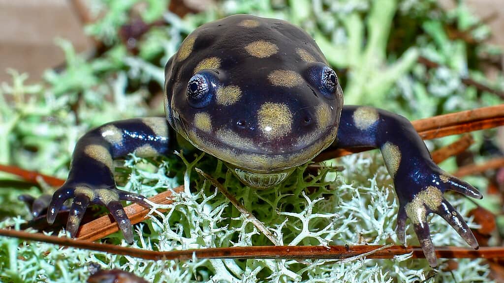 eastern tiger salamander - Ambystoma tigrinum