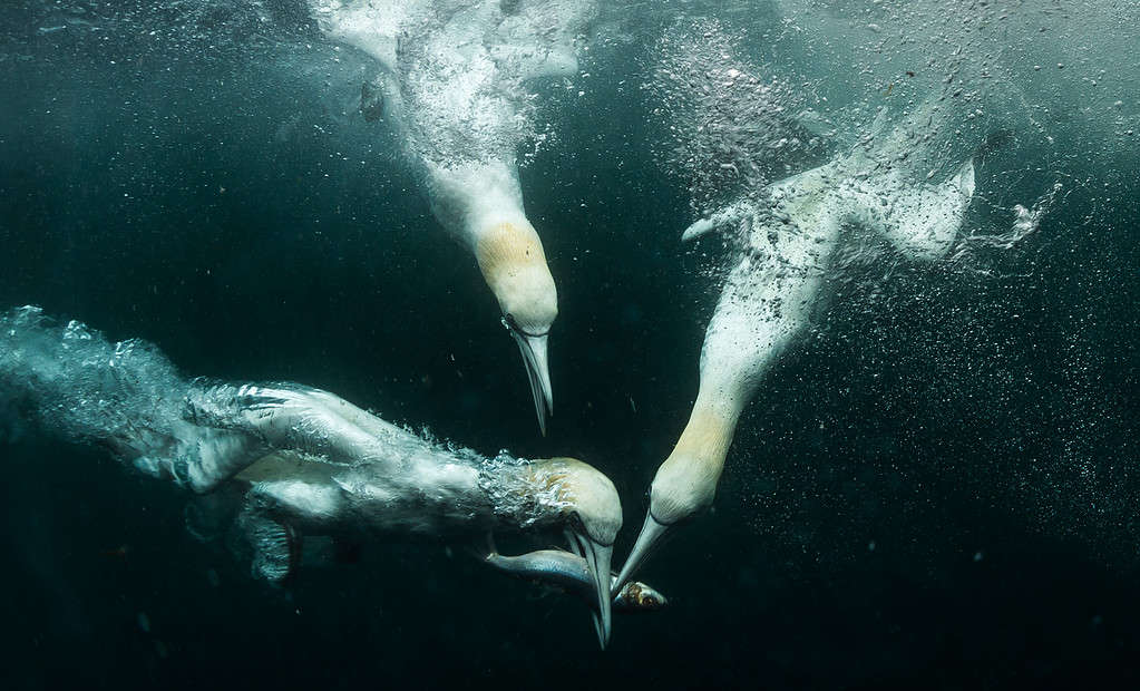 gannets