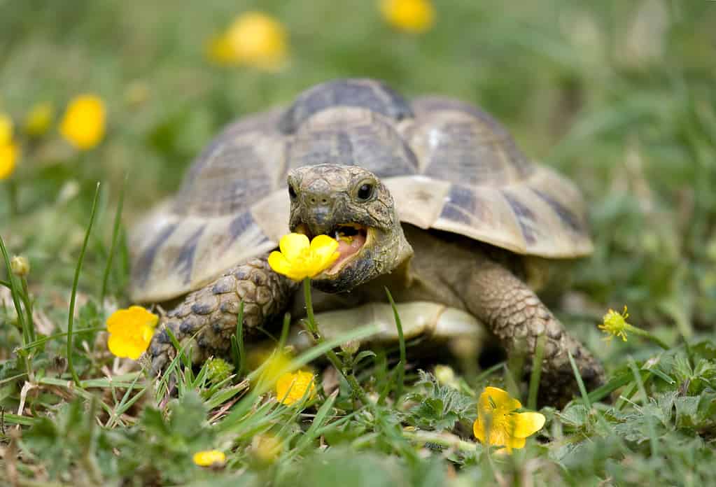Hermann's Tortoise in Garden Eating Buttercup