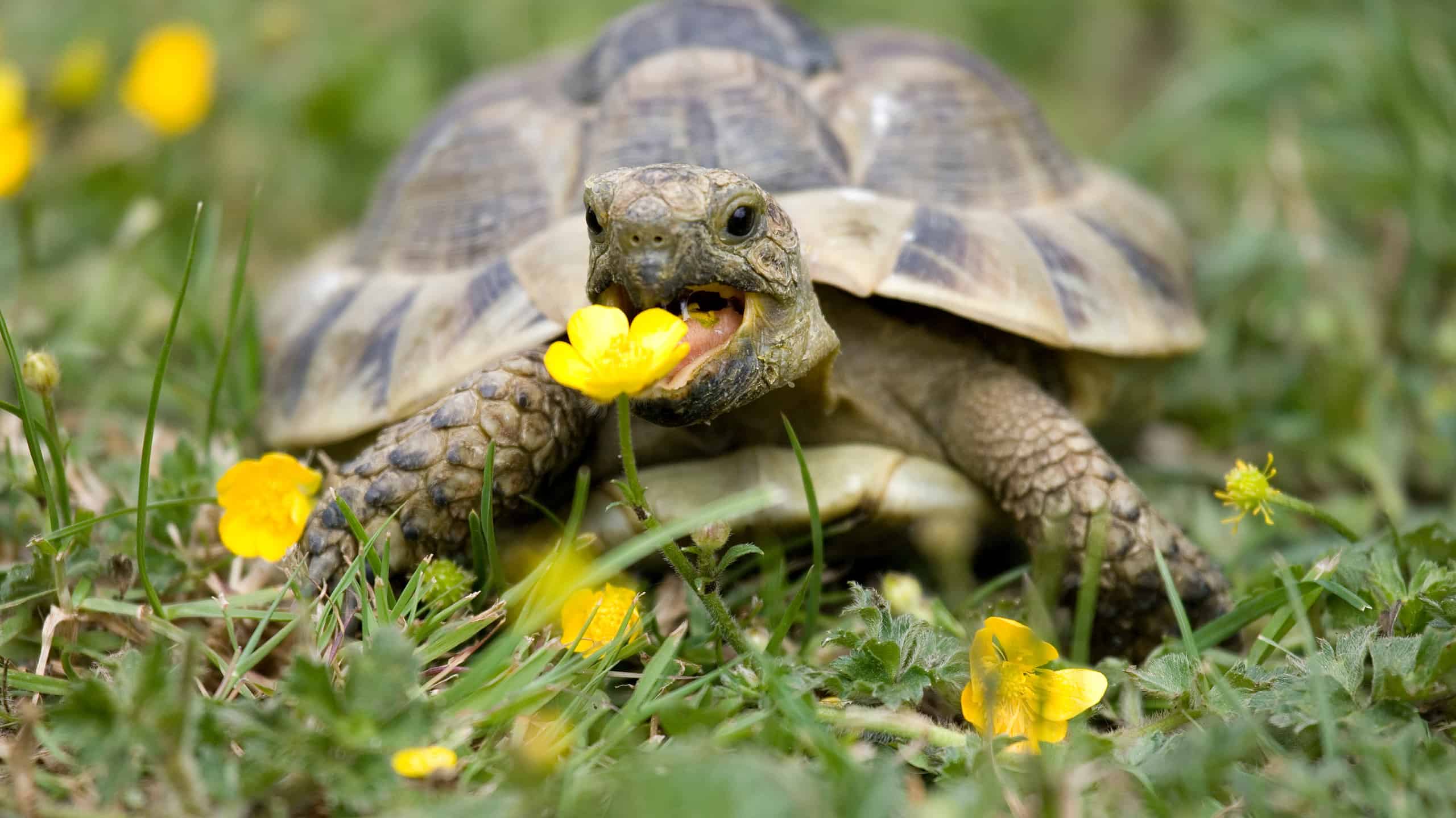 Hermann's Tortoise in Garden Eating Buttercup