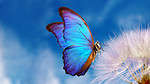 Morpho butterflies