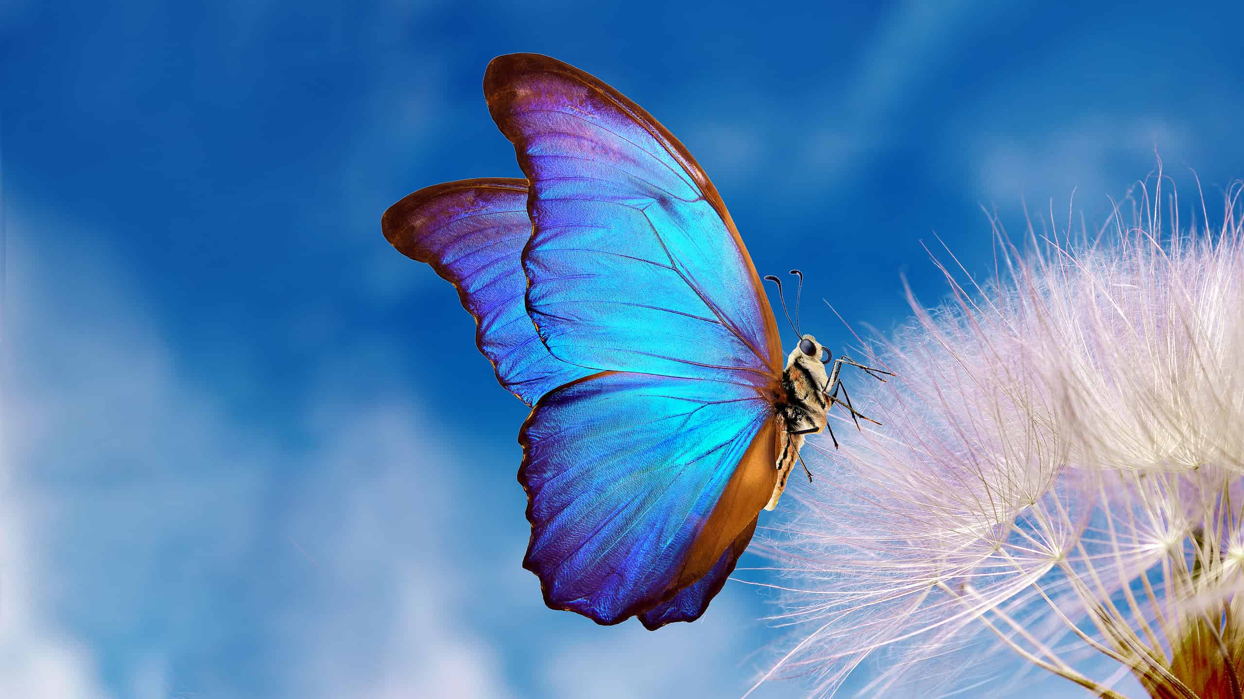 Purple Butterfly Sightings: Spiritual Meaning and Symbolism - A-Z
