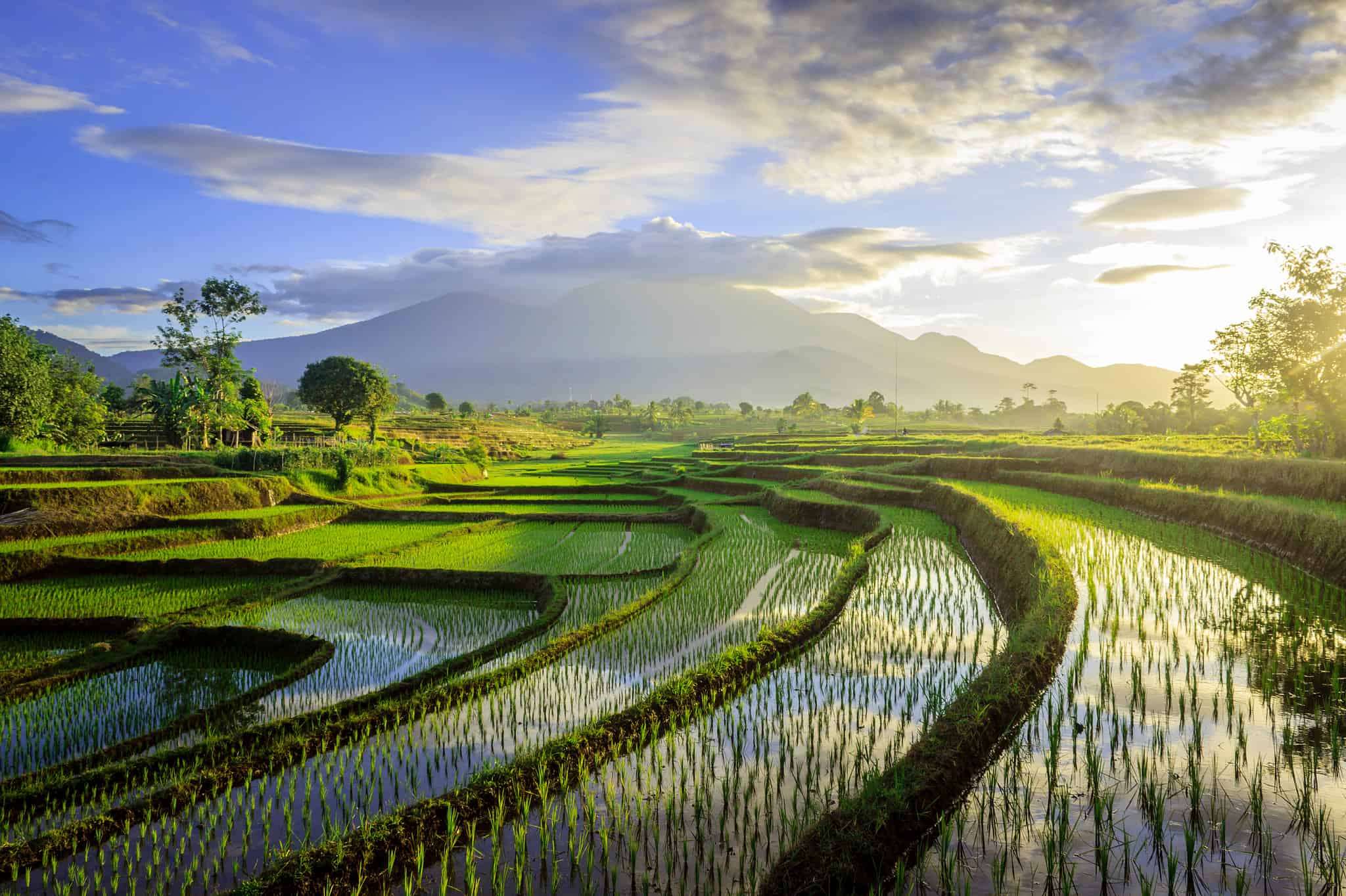 How to Grow Rice: Your Complete Guide