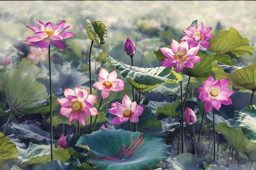 lotus flower