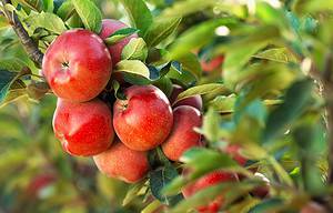 10 Unique Apple Varieties You May Not Know About Picture