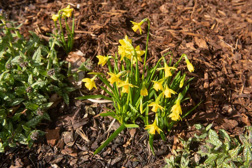 'Jumblie' Daffodil Division 12 Hybrid