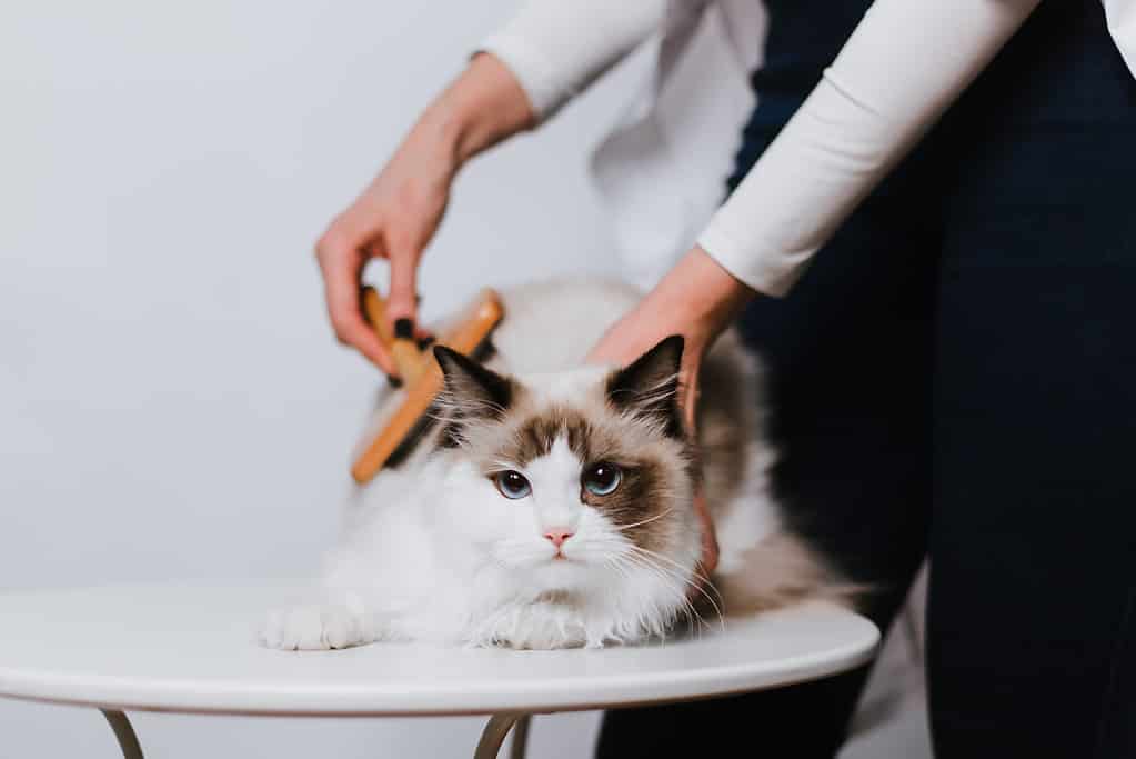 Ragdoll cat being brushed