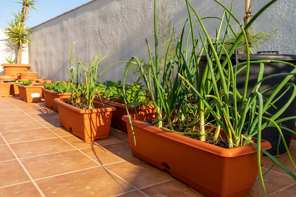 View of an urban garden in plastic pots with chives and garlic in the foreground. Selective focus. Eco food concept