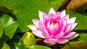 Discover The National Flower of Iran: Water Lily Picture