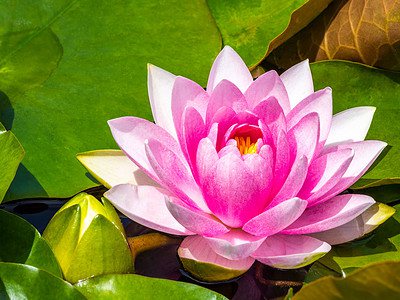 A Discover The National Flower of Iran: Water Lily