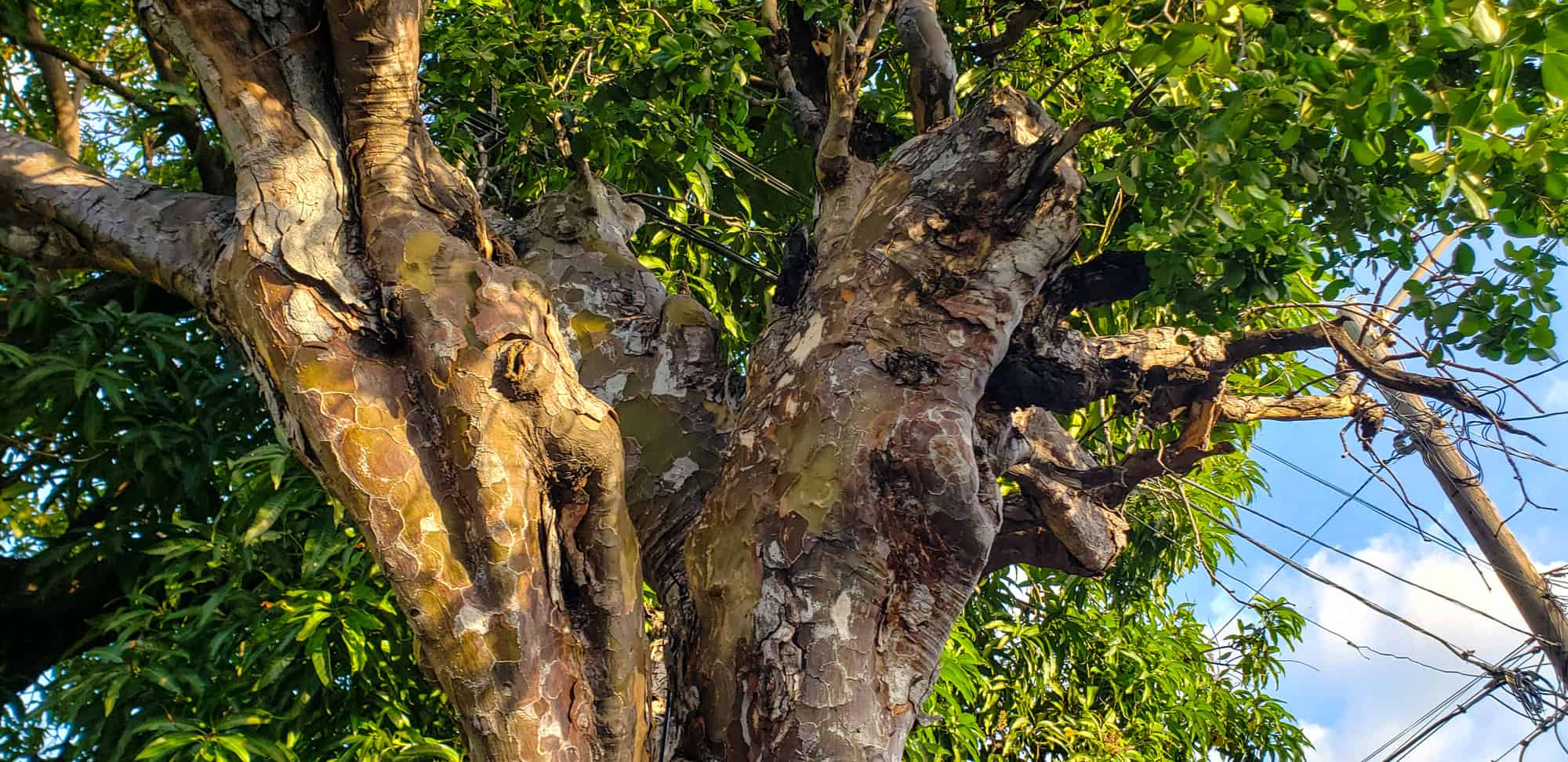 Lignum vitae дерево. Эбеновая дерево\ Ямайка. Бакаут дерево фото на природе. Vitae Tree Texas.