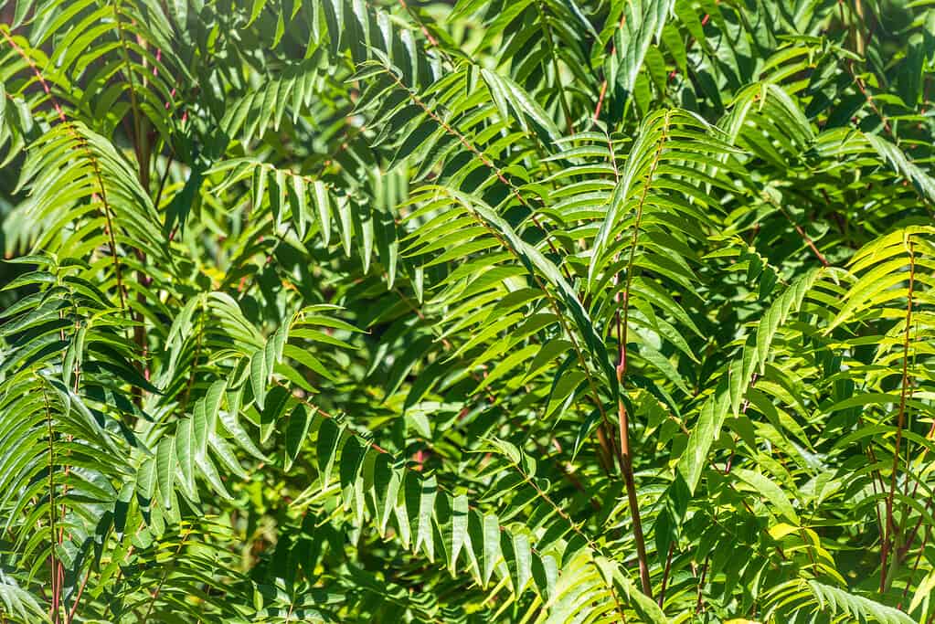 tree of heaven