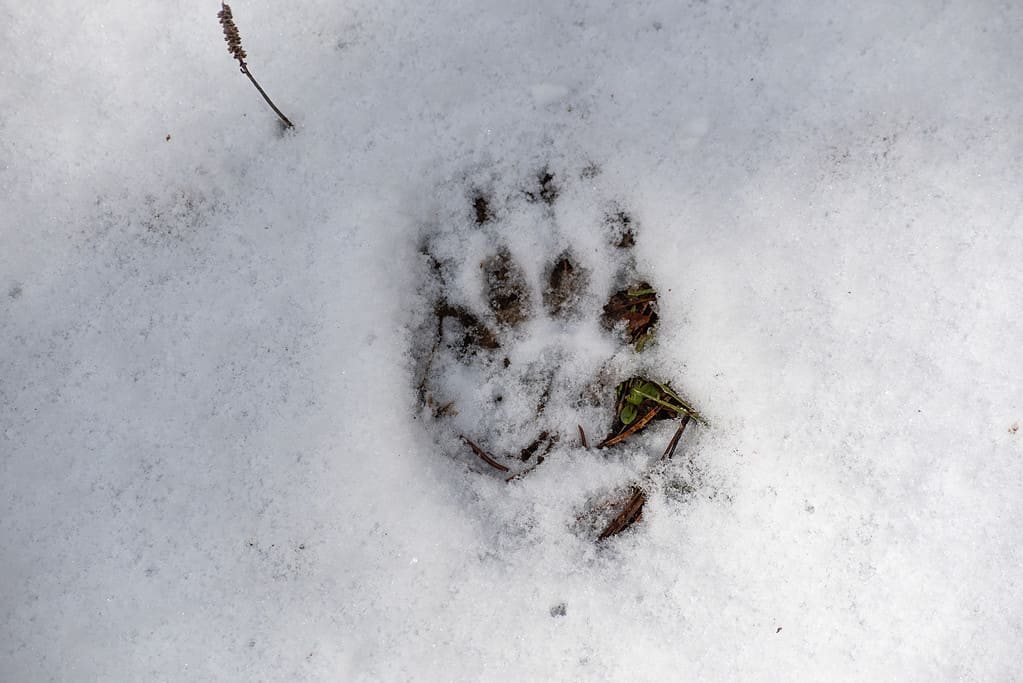 Badger track in snow