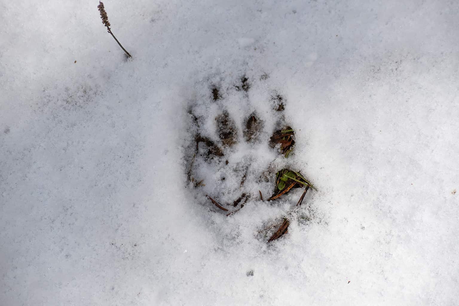 Badger Tracks: Identification Guide for Snow, Mud, and More - A-Z Animals