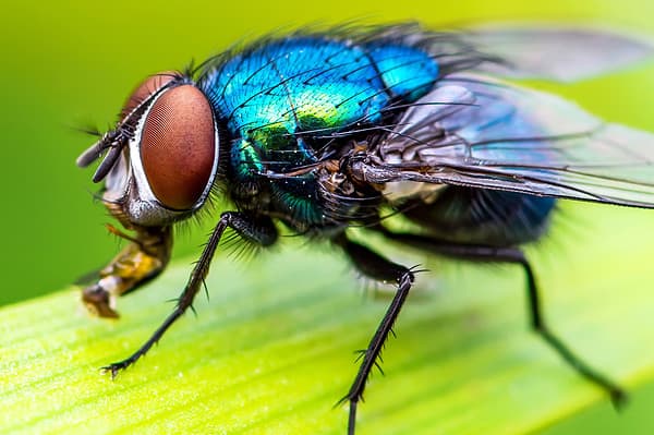What is the Lifespan of a Fly?