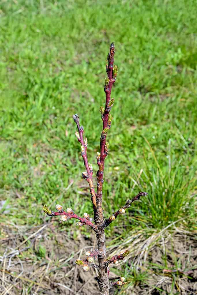 Small peach columnar tree is budding. Spring, preparation for flowering. Top view on blurry background of green grass and earth. Selective focus.