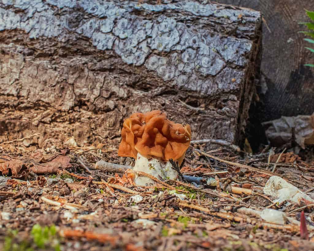 Carolina big red mushroom