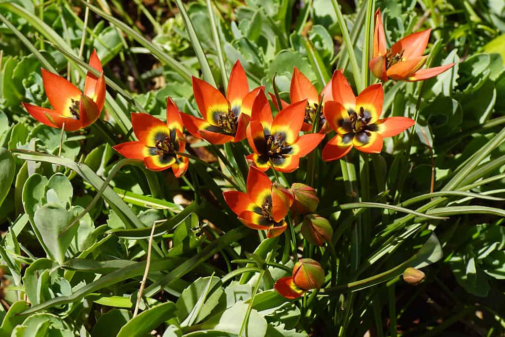 Tulipa 'Little Princess'