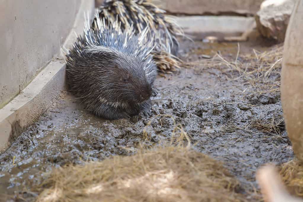 Porcupines in mud