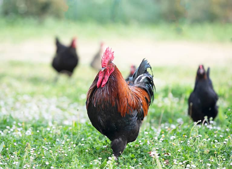 Marans Chicken