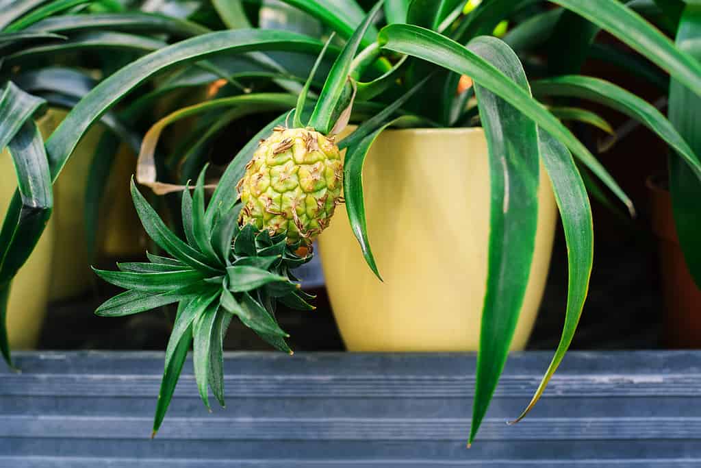 Small pineapple growing on a plant in a large, yellow ceramic pot.